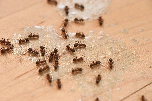 Best Exterminator Services  in Sarasota, FL